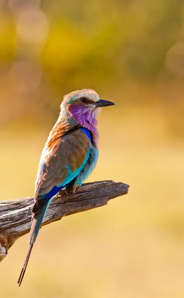 Lilac Breasted Roller — Stock Photo, Image