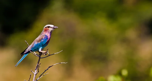 Lilac Breasted Roller Perched on a branch — Stock Photo, Image
