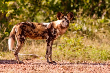Nesli tehlike altında olan yabani Afrika yaban köpeği