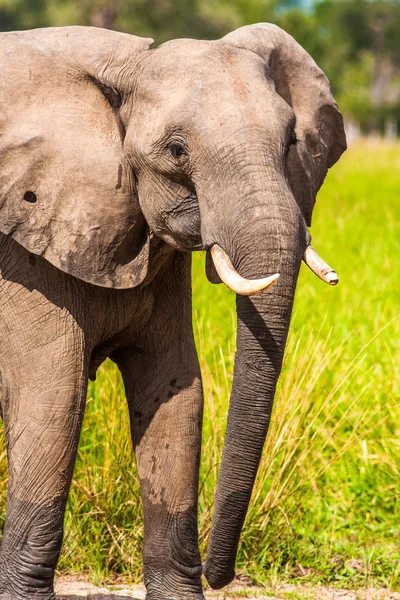 Divoký slon africký, na vodní díry — Stock fotografie
