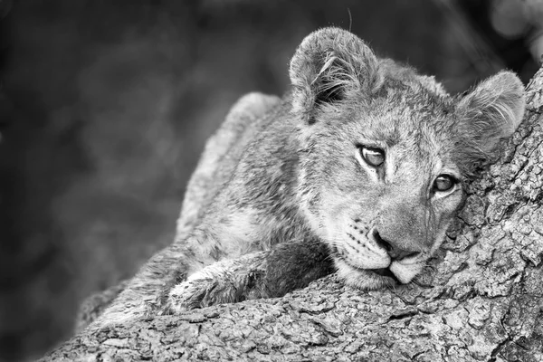 Aranyos oroszlán kölyök fekete-fehér — Stock Fotó