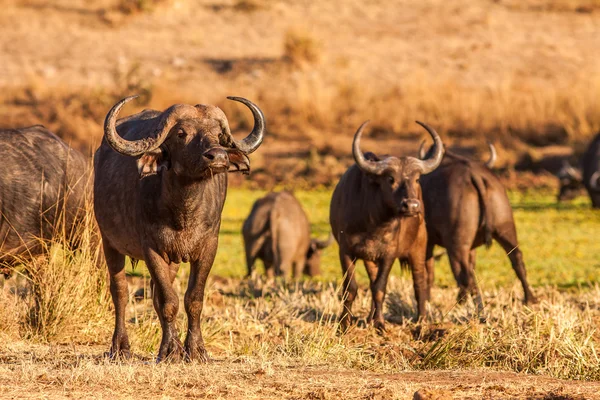 Herd of wild African cape buffalo — Stock Photo, Image