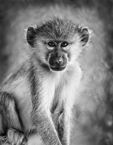 Siyah beyaz gri Vervet maymun