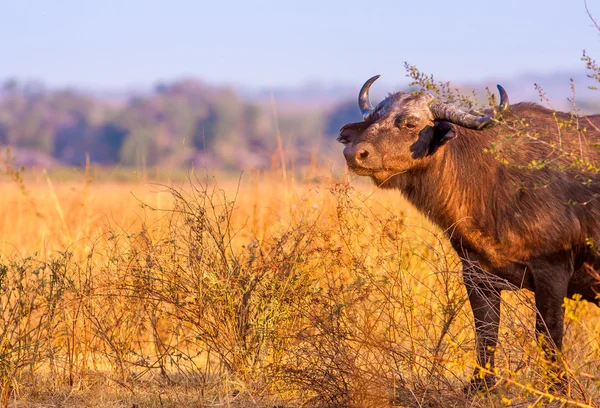 Wild Kafferbuffel met kopie ruimte — Stockfoto
