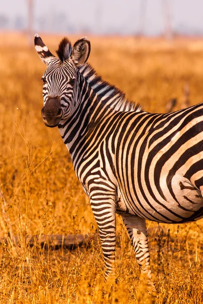Zebra selvatica in una pianura alluvionale aperta savana — Foto Stock
