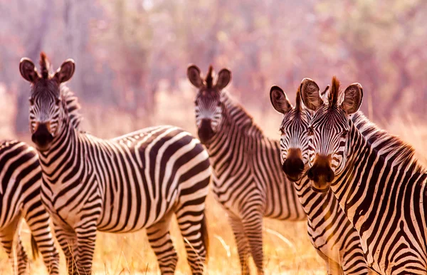 Manada de zebra selvagem na savana africana — Fotografia de Stock