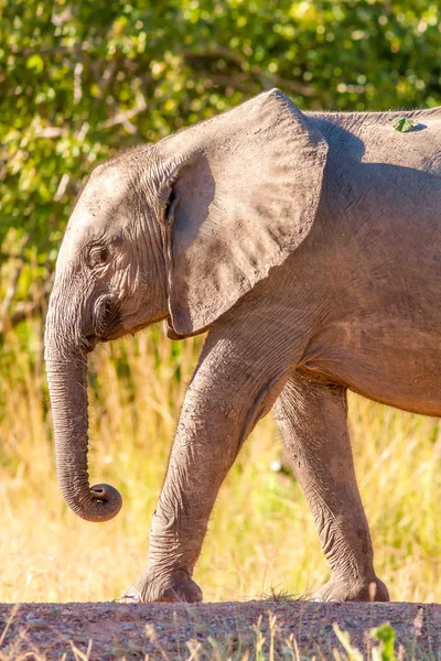 Baby elephant walking to a waterhole — Stock Photo, Image