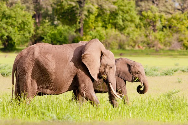 Wild African elephants drinking at a waterhole — Stock Photo, Image