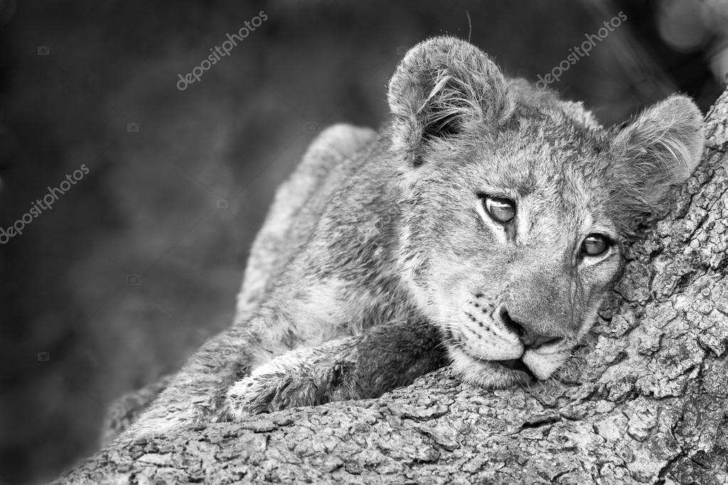 Cute Lion Cub In Black And White Stock Photo Image By C Dvanstaden Cute Lion Cub In Black And White Stock Photo Image By C Dvanstaden