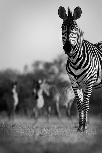 Zebra rebanho em preto e branco — Fotografia de Stock