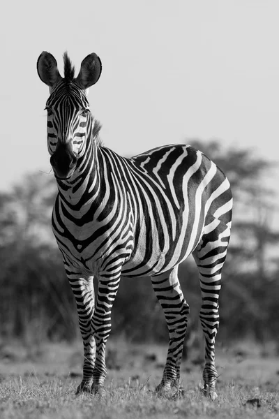 Wild African zebra in black and white — Stock Photo, Image