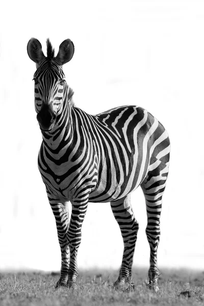 Zebra africana selvagem em preto e branco — Fotografia de Stock