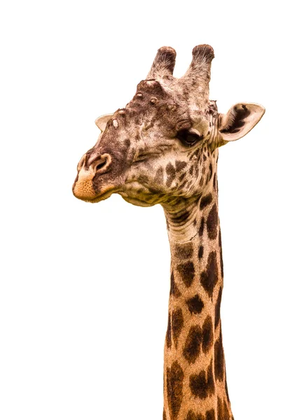 Retrato de girafa sobre um fundo branco — Fotografia de Stock