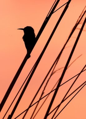 Kuş siluet bir şube oturan