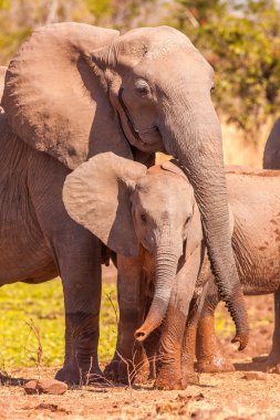 Anne fil bebeği koruma