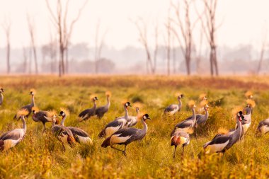 Güney Luangwa Zambiya taç Vinçler sürüsü
