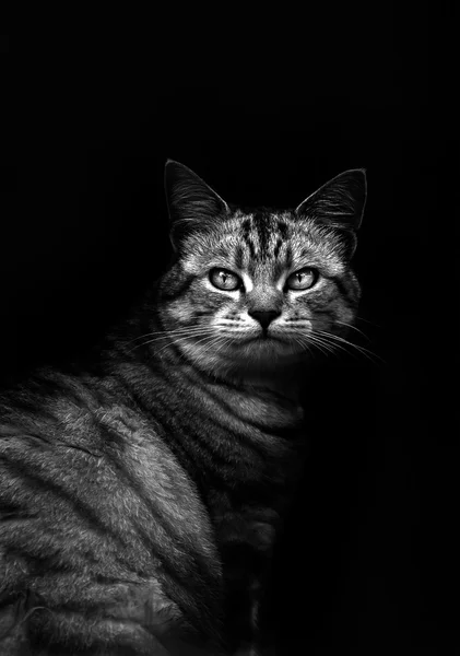 Lindo gato en blanco y negro — Foto de Stock