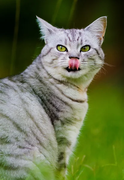Bonito cinza gato lambendo lábios — Fotografia de Stock