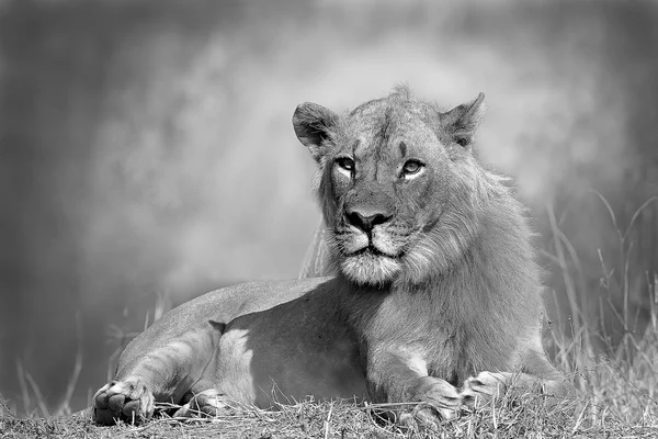 Dzikiej Afryki lew w czerni i bieli — Zdjęcie stockowe