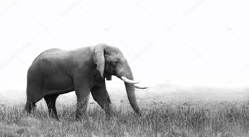Elephant in black and white — Stock Photo © Dvanstaden 52144017