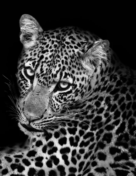 Leopardo en blanco y negro — Foto de Stock