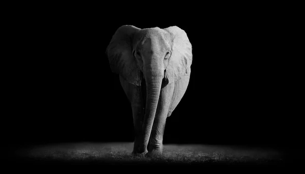 Éléphant avec fond sombre — Photo