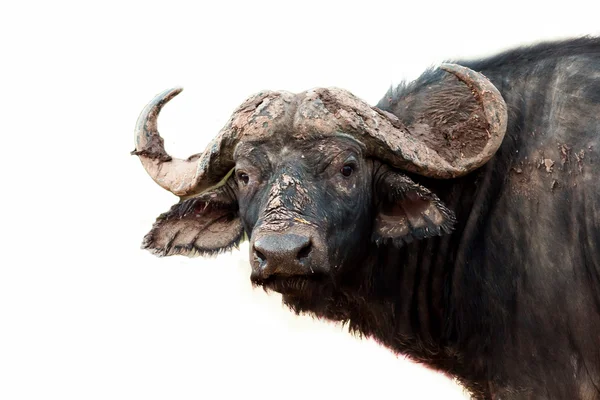 Buffalo africano su sfondo bianco — Foto Stock