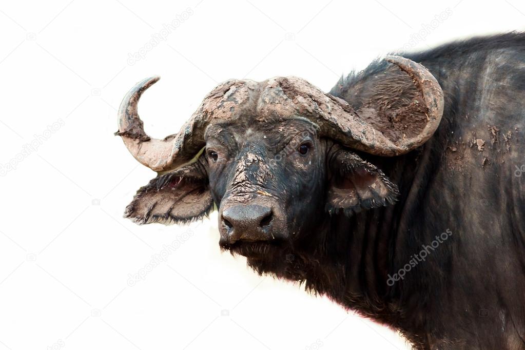 African Buffalo on a white background