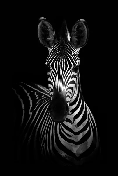 Zebra in schwarz-weiß — Stockfoto