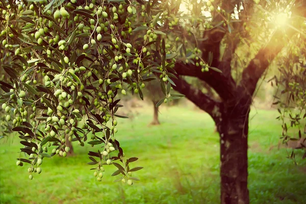 Vintage toned olive grove with sunlight beams — Stock Photo, Image