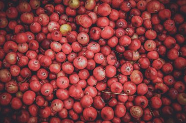 Kızılcık arkaplan, böğürtlen dokusu. Bir sürü yabanmersini masaya saçılmış..