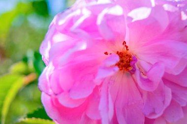 Çok güzel bir çiçek. Pembe gül çalısı. Bir çeşit çalı ağacı.