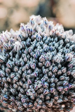 Sarımsak tohumu, sarımsak çiçeği. Bir buket sarımsak tohumu. Gelecekteki hasat. Küçük tohumlar.
