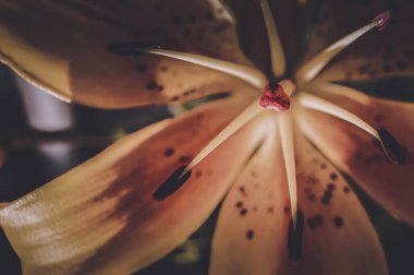 Güzel ve parlak sarı zambak. Yaz havasını ayarlar. Parlak bir çiçek. Doğal güzellik..