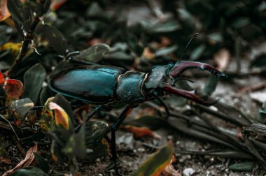 Geyik böceği. Kırmızı kitaptaki bir böcek. Çok nadir bir böcek. Vahşi doğada boynuzlu bir böcek..