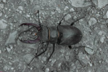 Geyik böceği. Kırmızı kitaptaki bir böcek. Çok nadir bir böcek. Vahşi doğada boynuzlu bir böcek..