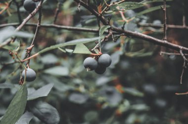Ağaçta meyveli meyve. Vahşi Yaşam Vakfı. Ormanın Hediyeleri.