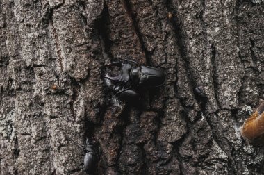 Geyik böceği. Kırmızı kitaptaki bir böcek. Çok nadir bir böcek. Vahşi doğada boynuzlu bir böcek..