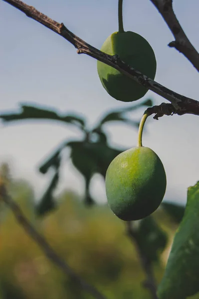 Onrijpe Abrikoos Abrikozenboom Zijn Vruchten Tak Groene Bessen Tegen Lucht — Stockfoto