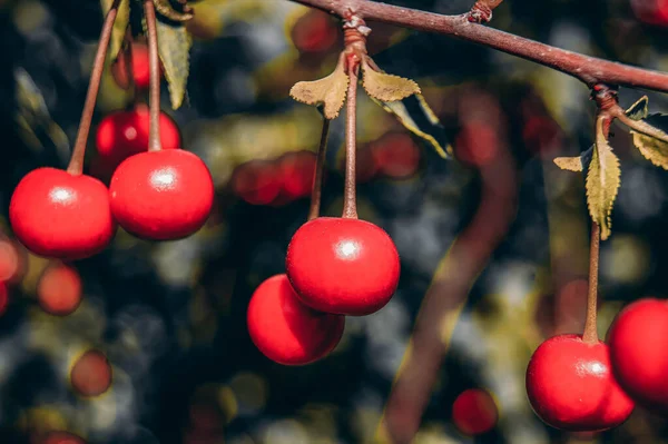 Rode Kersen Een Tak Erg Lekker Rijp Verscheidenheid Van Kersen — Stockfoto