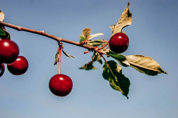 Cerezas Rojas Ricas Una Rama Muy Sabroso Maduro Variedad Cereza — Foto de Stock