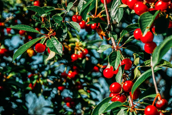 Cerezas Rojas Ricas Una Rama Muy Sabroso Maduro Variedad Cereza — Foto de Stock