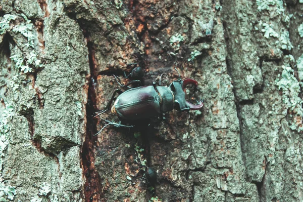 Stag Beetle Beetle Red Book Very Rare Beetle Beetle Horns — Stock Photo, Image