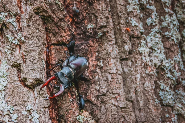 雄鹿甲虫 红皮书上的甲虫一种非常罕见的甲虫一只在野外长着角的甲虫 — 图库照片