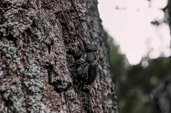 Dendroctone Cerf Scarabée Dans Livre Rouge Scarabée Très Rare Scarabée — Photo