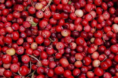 Kızılcık arkaplan, böğürtlen dokusu. Bir sürü yabanmersini masaya saçılmış..