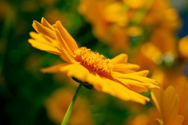 Sarı çiçek. Parlak bir arka plan. Yazı iyi vurguladın. Çiçek soyutlaması.