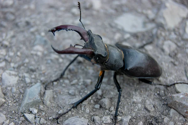 Stag Beetle Beetle Red Book Very Rare Beetle Beetle Horns — Stock Photo, Image