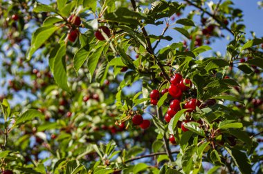 Bir dalda kırmızı, zengin kirazlar. Çok lezzetli ve olgun. Kirazlı Morel 'in çeşitleri. Doğada kiraz ağaçları.