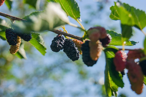 Dallarda Dut Çileği Dut Ağacının Meyveleri Meyveler Korkunç Tırtıllara Benziyor — Stok fotoğraf